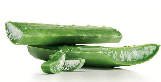 Unlocking Nature's Remedy: The Healing Power of Aloe Vera