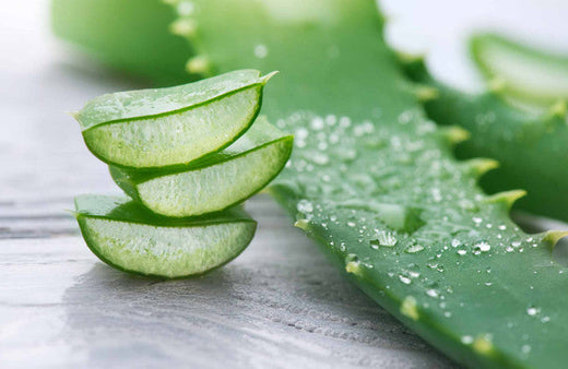 The medicinal properties of Aloe vera make it indispensable across medicine, cosmetics, and the food industry.